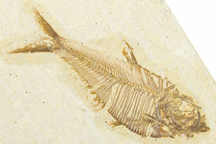 Detailed Fossil Fish (Diplomystus) - Wyoming #334397